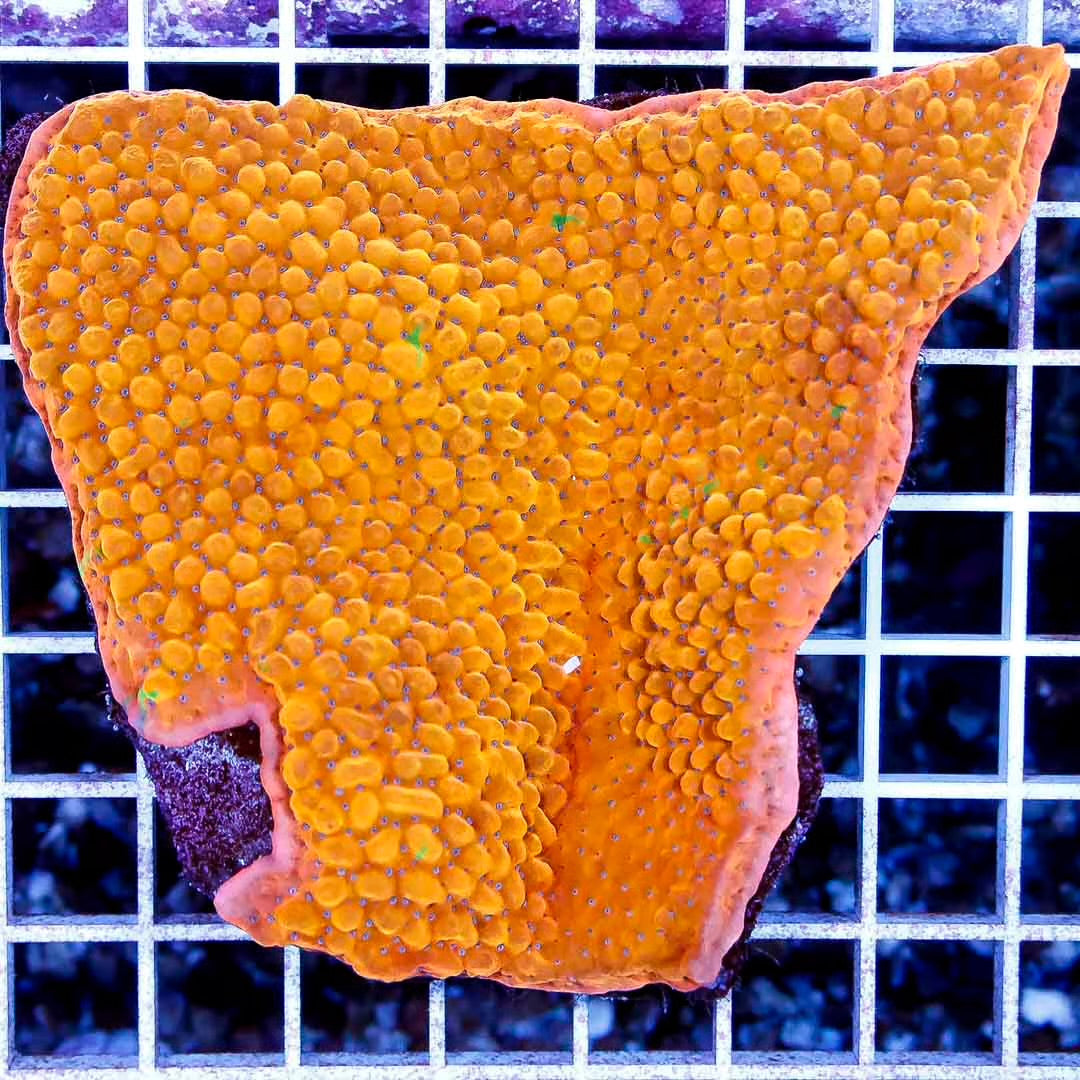 Orange Aussie Green Morph Monti Mother Colony OAMC111301 WYSIWYG