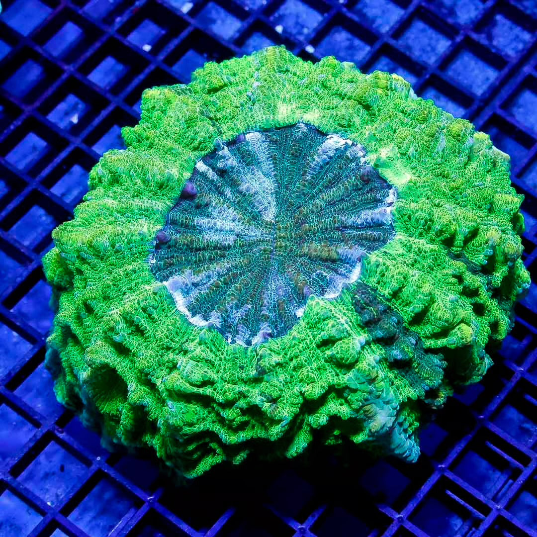 Aussie Toxic Acanthophyllia ATA111301 WYSIWYG