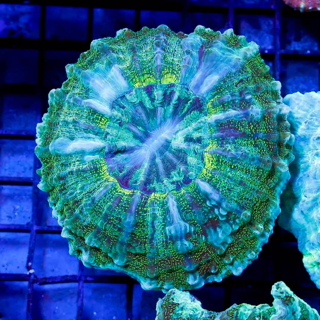 Aussie Neon Acanthophyllia ANA111307 WYSIWYG