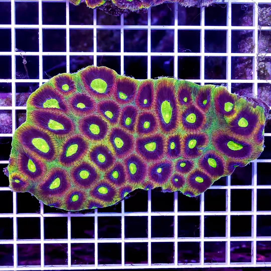 Aussie Dragonsoul Prism Favia Mother Colony ADPFC111303 WYSIWYG