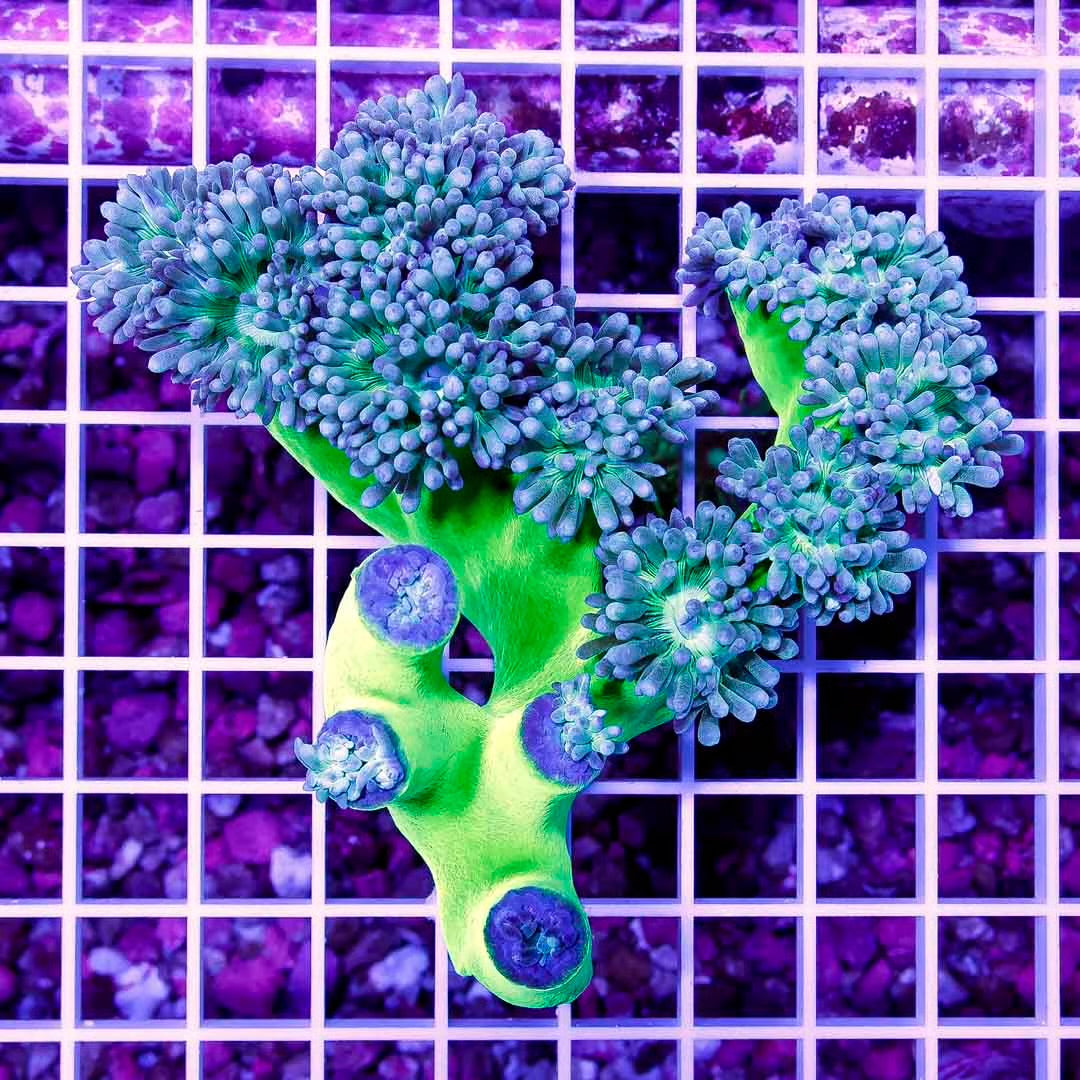 Aussie Ultra Neon Duncan Colony AUND111302 WYSIWYG