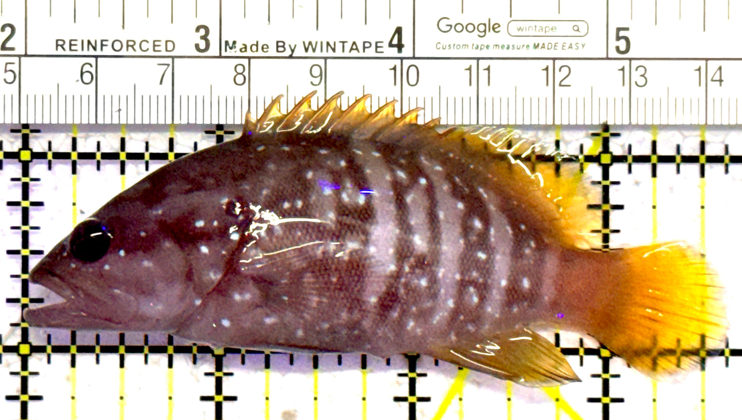 Chocolate Boenak Grouper CBG010301 WYSIWYG Size: M 3.5" approx Solomon Islands