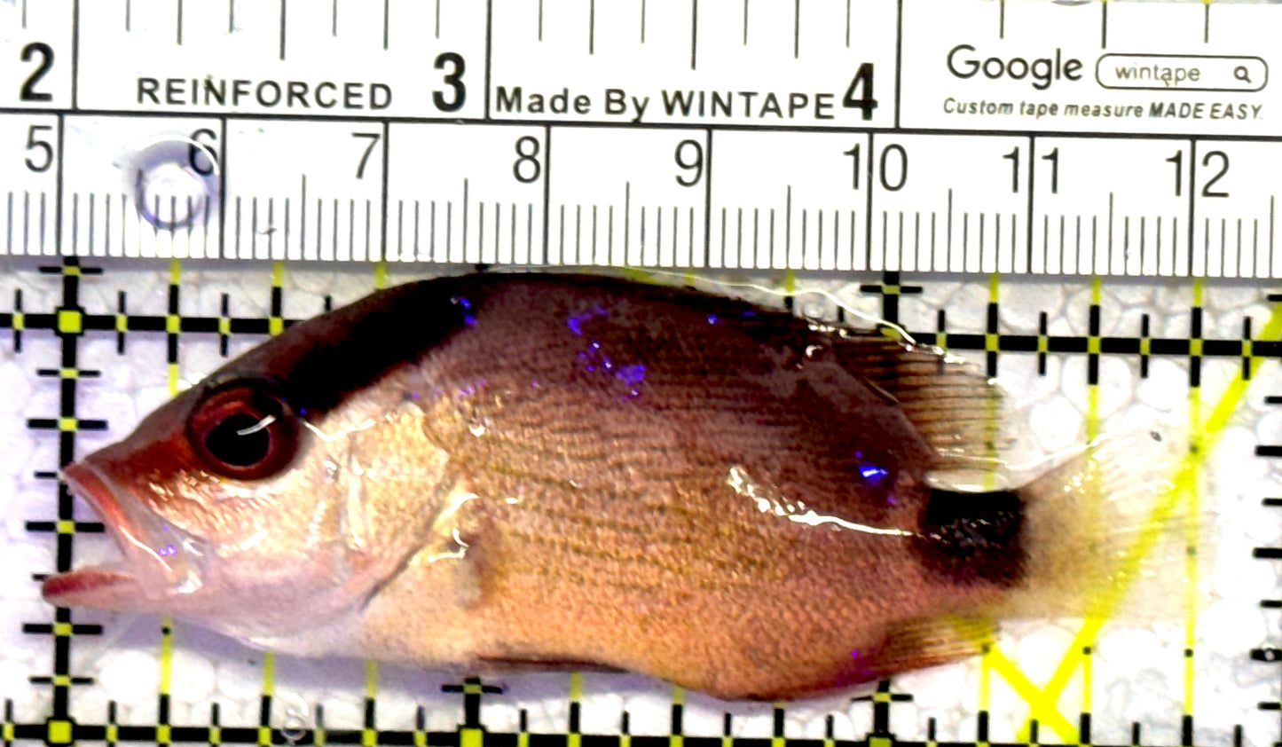 Malabar Red Snapper MRS010301 WYSIWYG Size: S 2.75" approx
