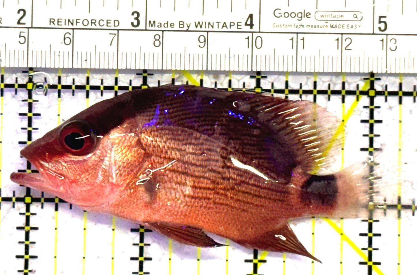 Malabar Red Snapper MRS010302 WYSIWYG Size: M 3.5" approx