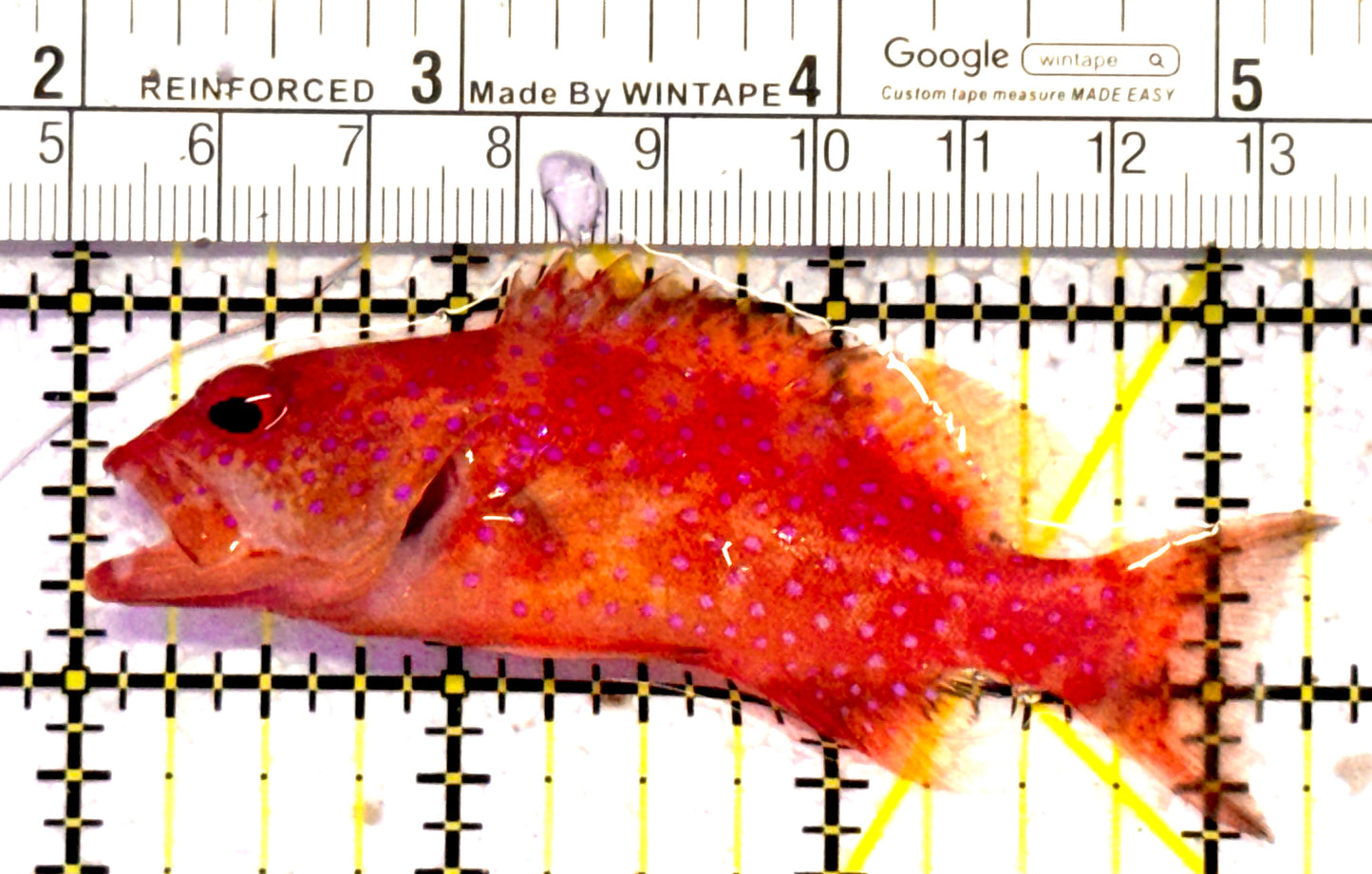 Louti Grouper LG010602 WYSIWYG Size: M 3.25" approx