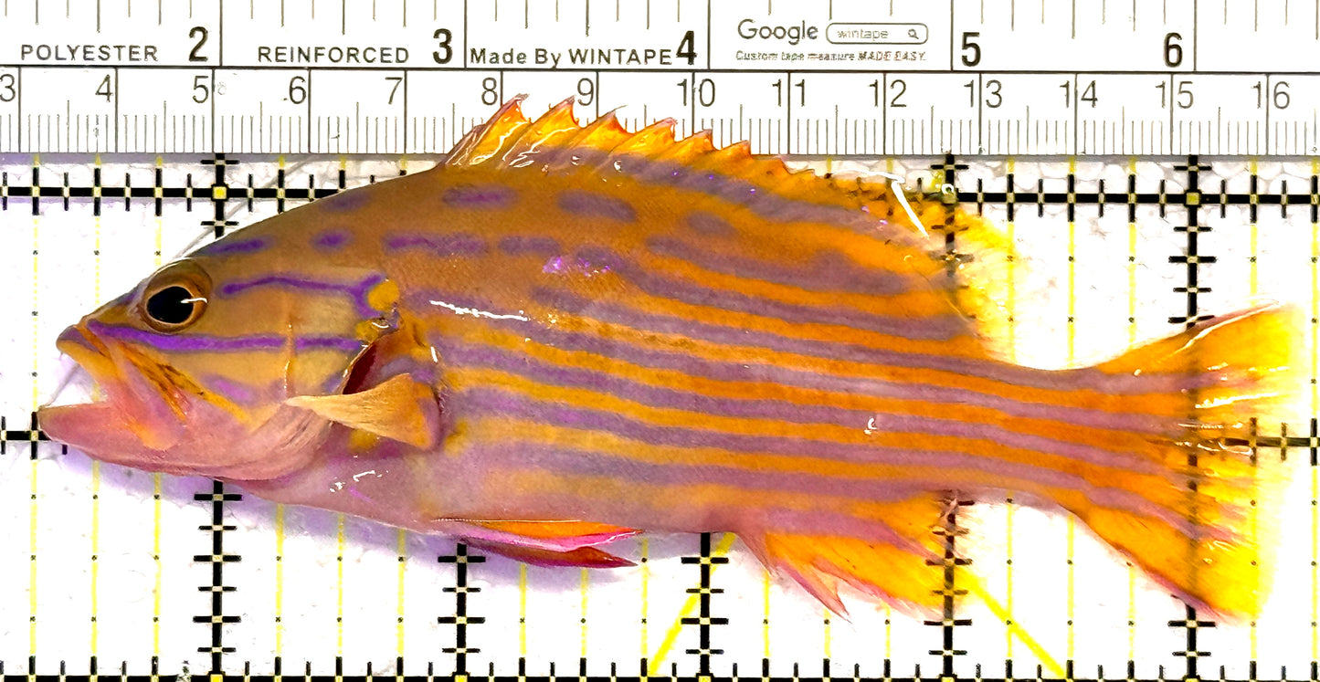 Polleni Grouper PG010301 WYSIWYG Size: XL 5.25" approx