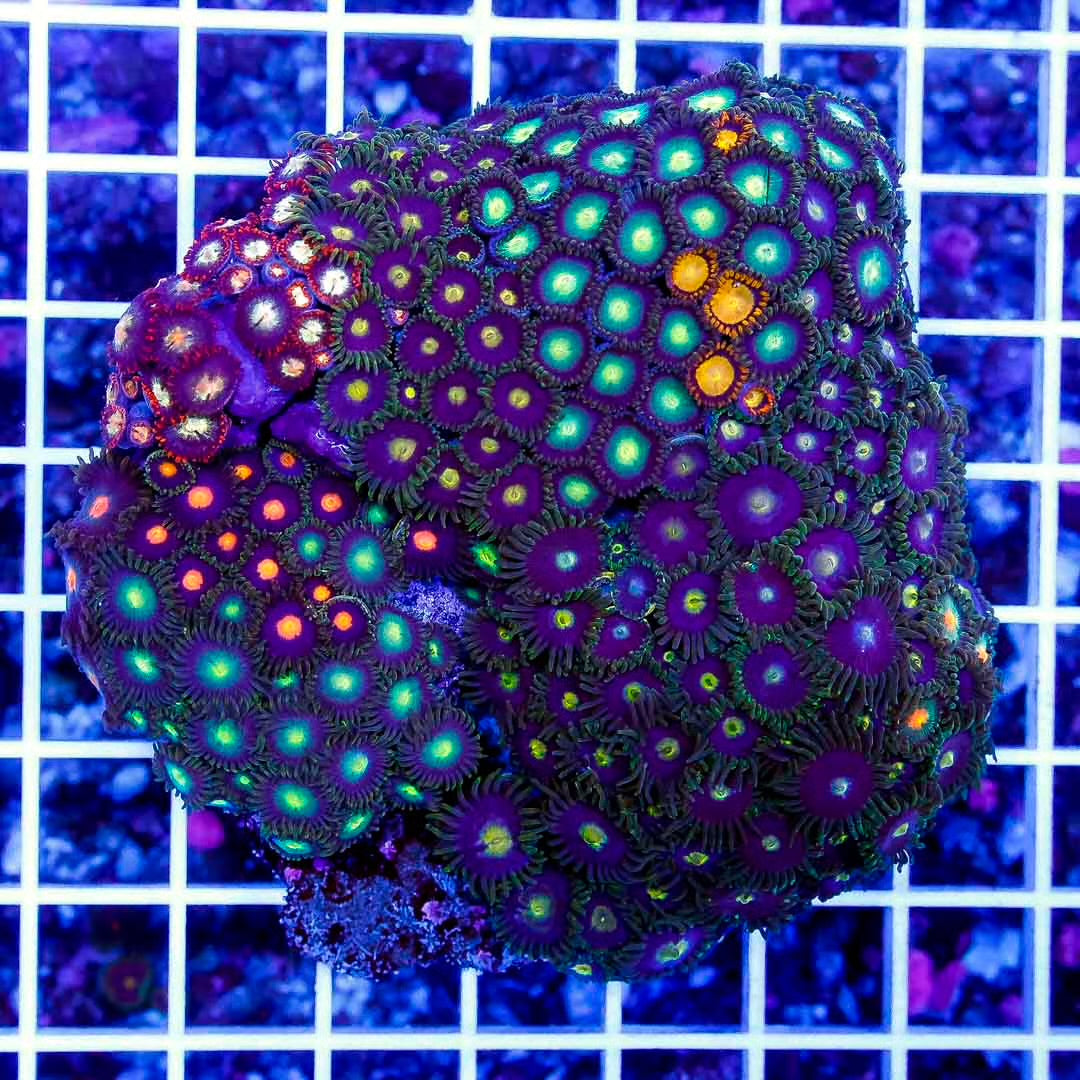 Neon Multizoa Mother Colony NMMC112601 WYSIWYG