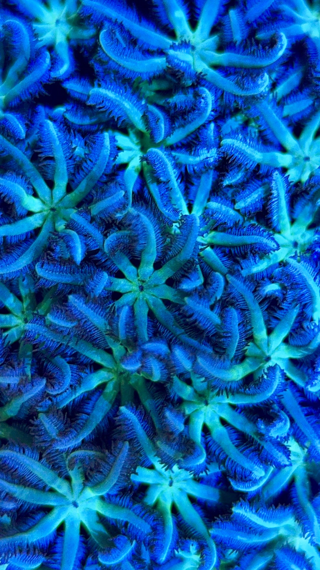 Neon Aussie Blue Sympodium Polyp NABSP051802 WYSIWYG