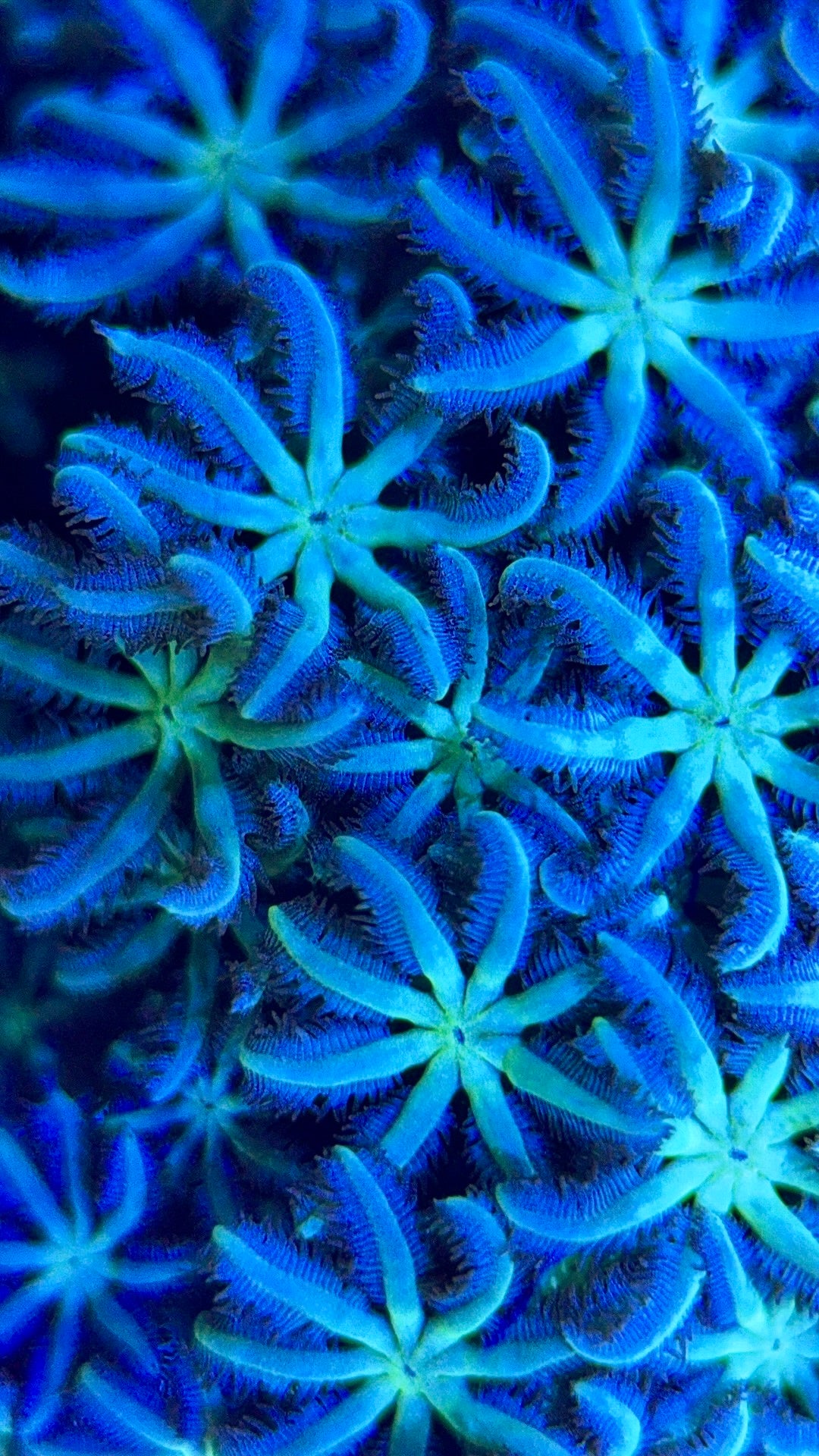 Neon Aussie Blue Sympodium Polyp NABSP051802 WYSIWYG