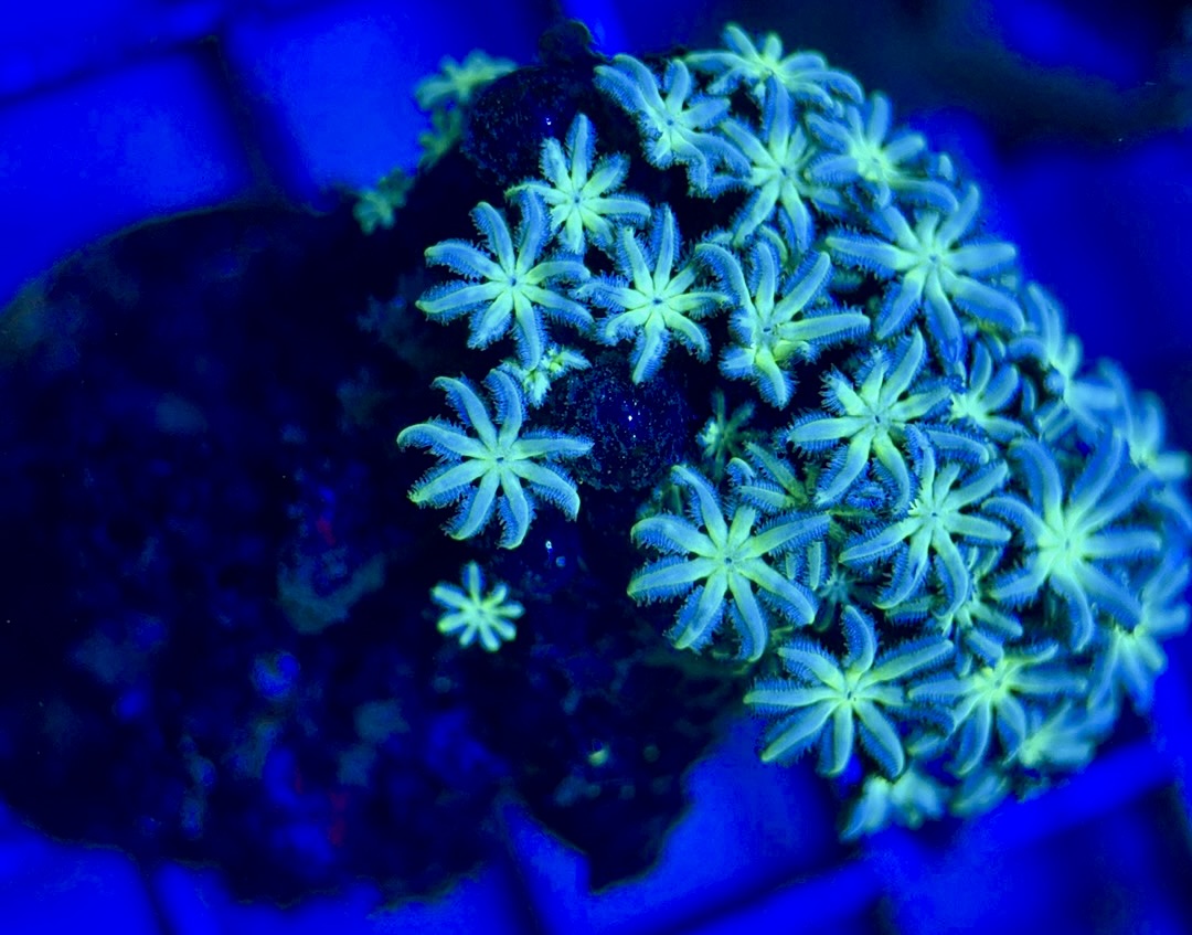 Neon Aussie Blue Sympodium Polyp NABSP051804 WYSIWYG