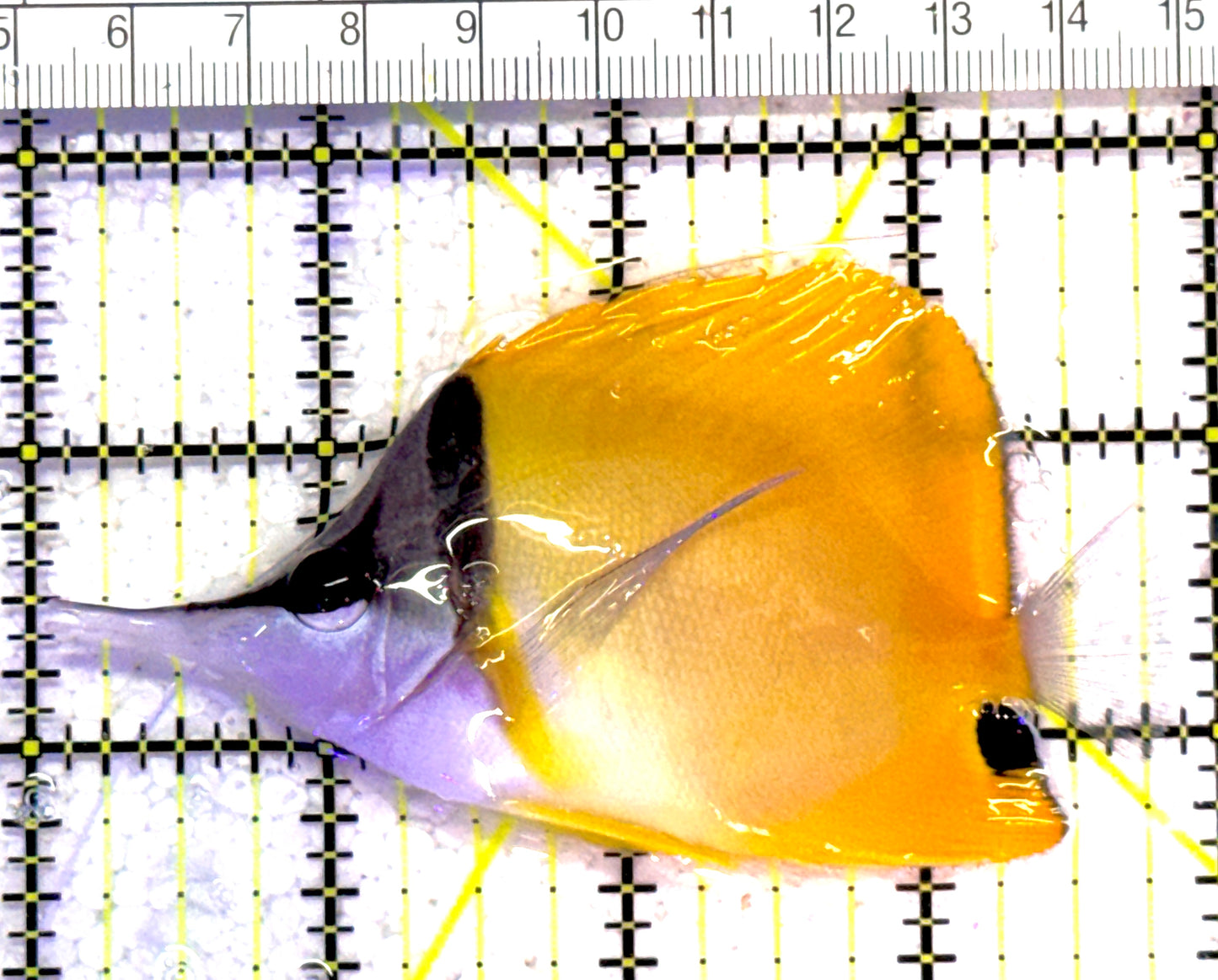 Yellow Longnose Butterflyfish YLB011301 WYSIWYG Size: L 3.75" approx