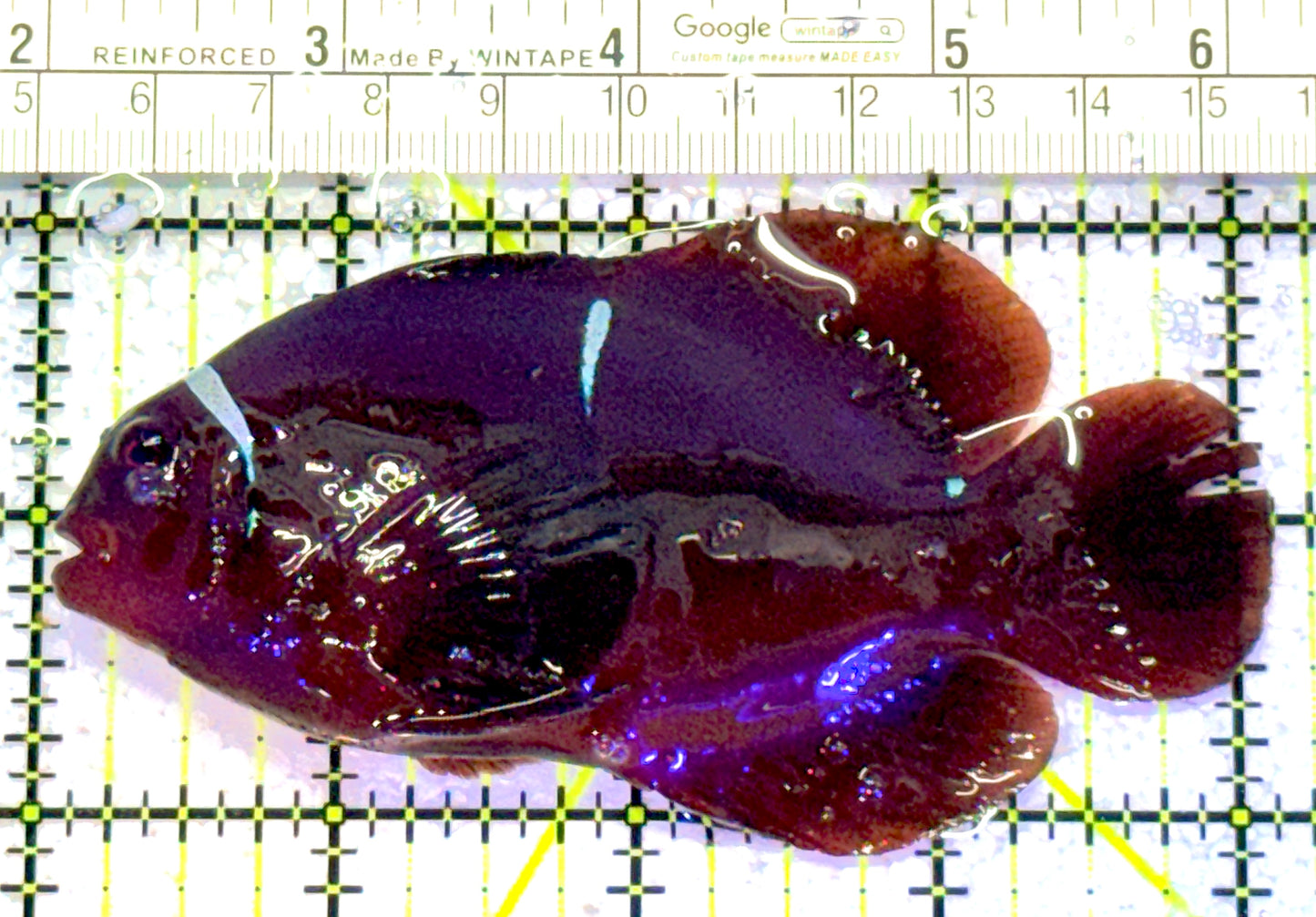 White Stripe Maroon Clownfish WSMC011302 WYSIWYG Size: L 4" approx