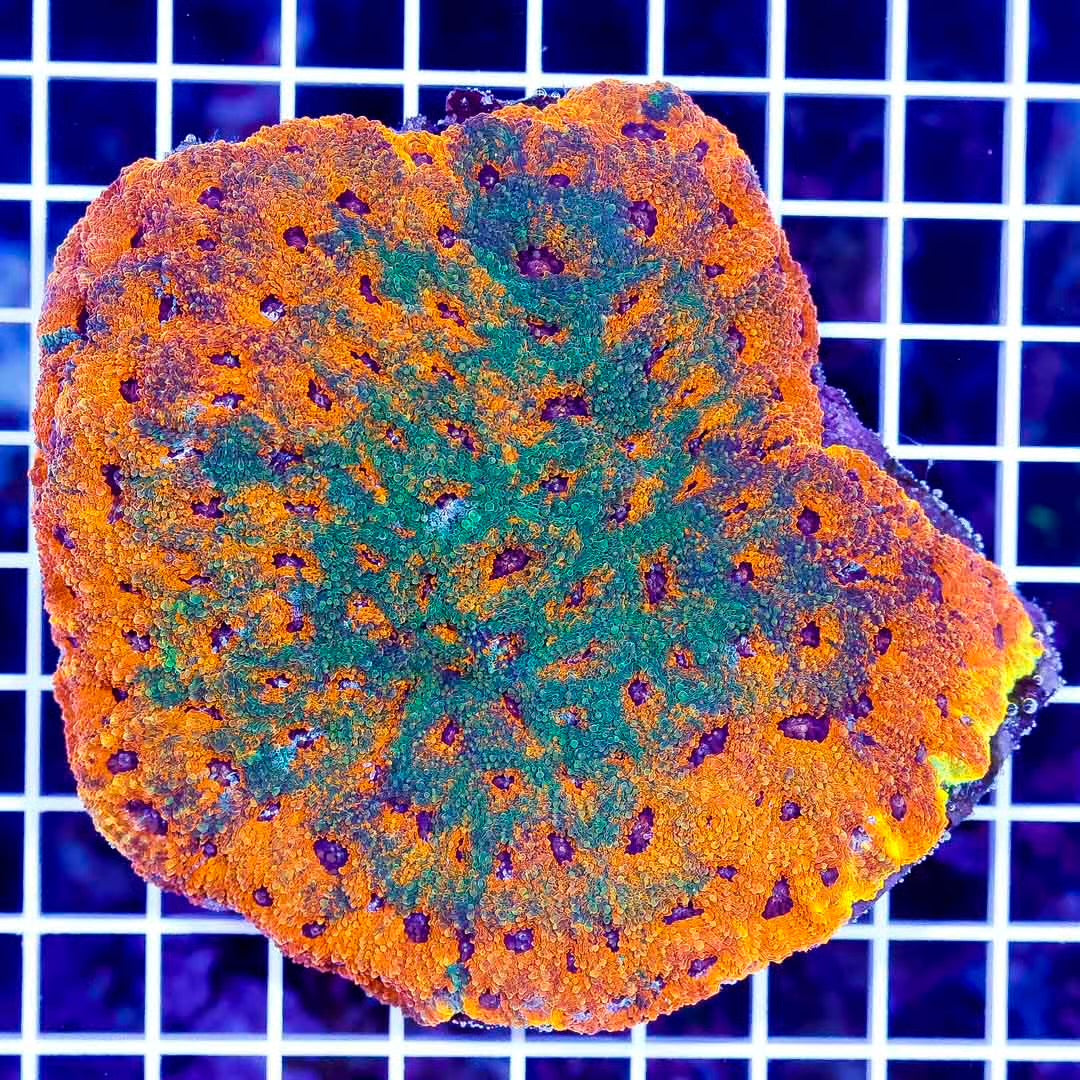 Aussie Ultra Acan Echinata .5" x .5" approx - Violet Aquarium