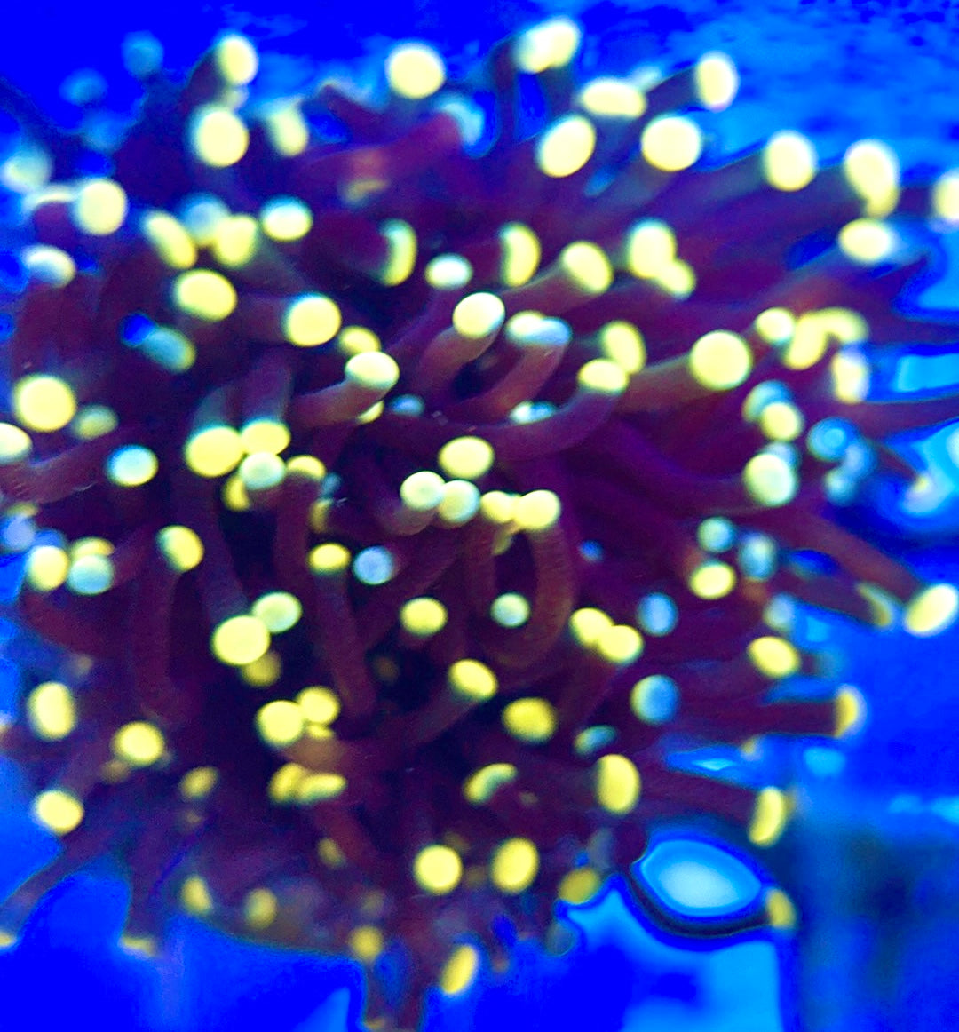 Torch Coral TC052201 WYSIWYG