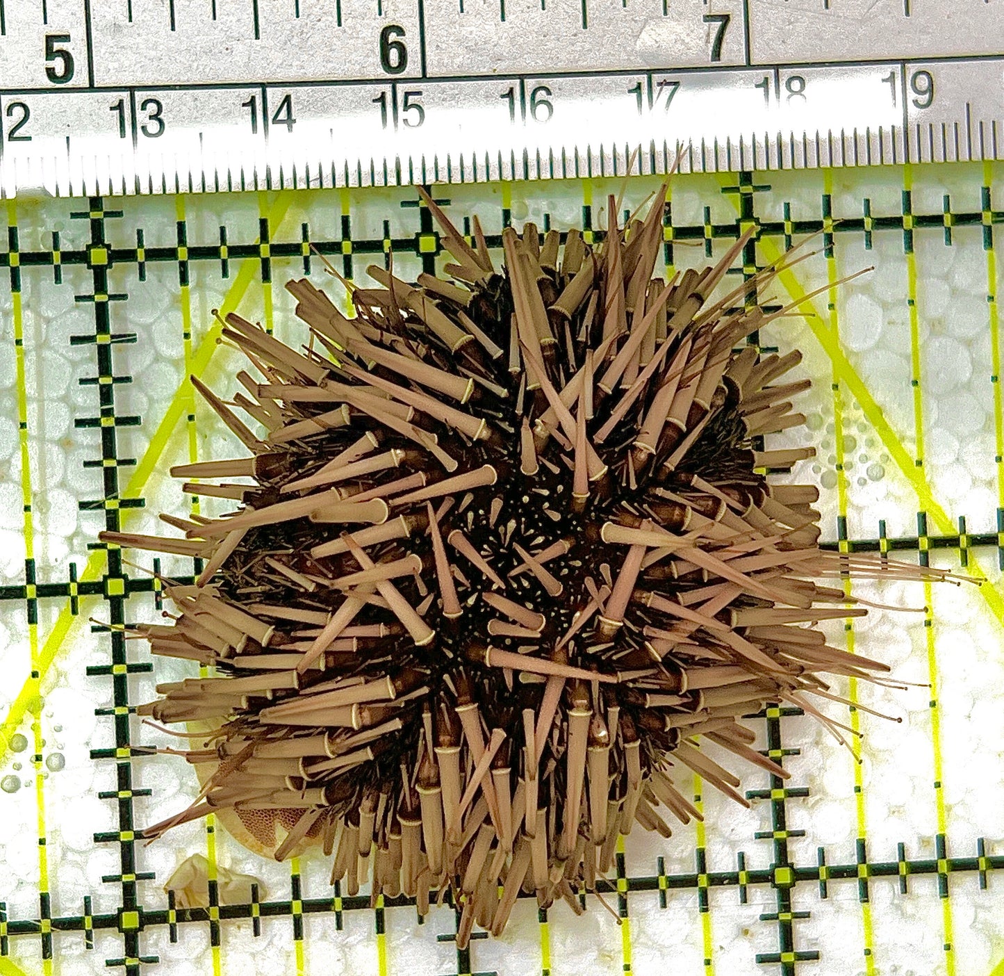 Pencil Urchin PU111301 WYSIWYG Size: M 2.5" approx