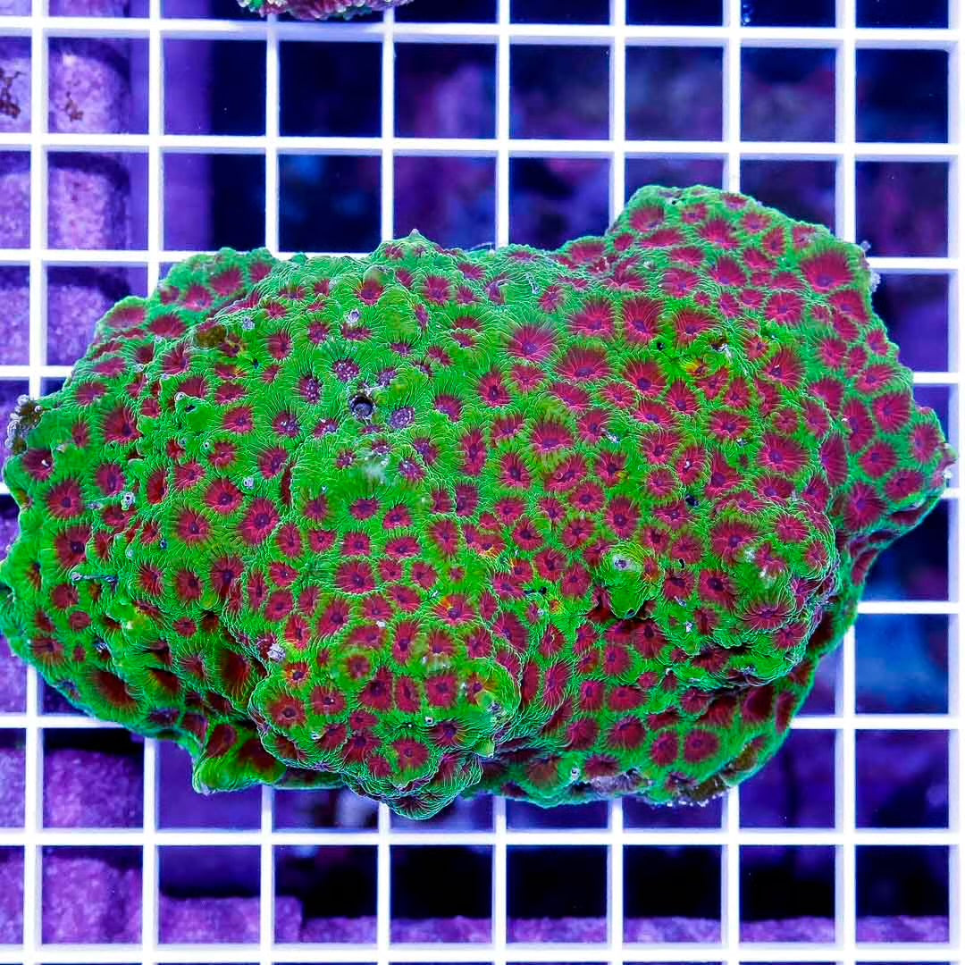 Aussie Hot Toxic Red Eye Favites 1"x1" Frag