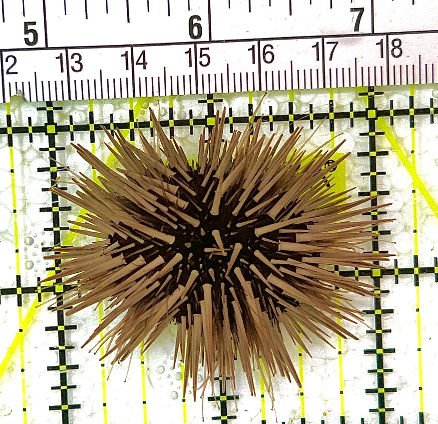 Pencil Urchin PU111302 WYSIWYG Size: M 2" approx
