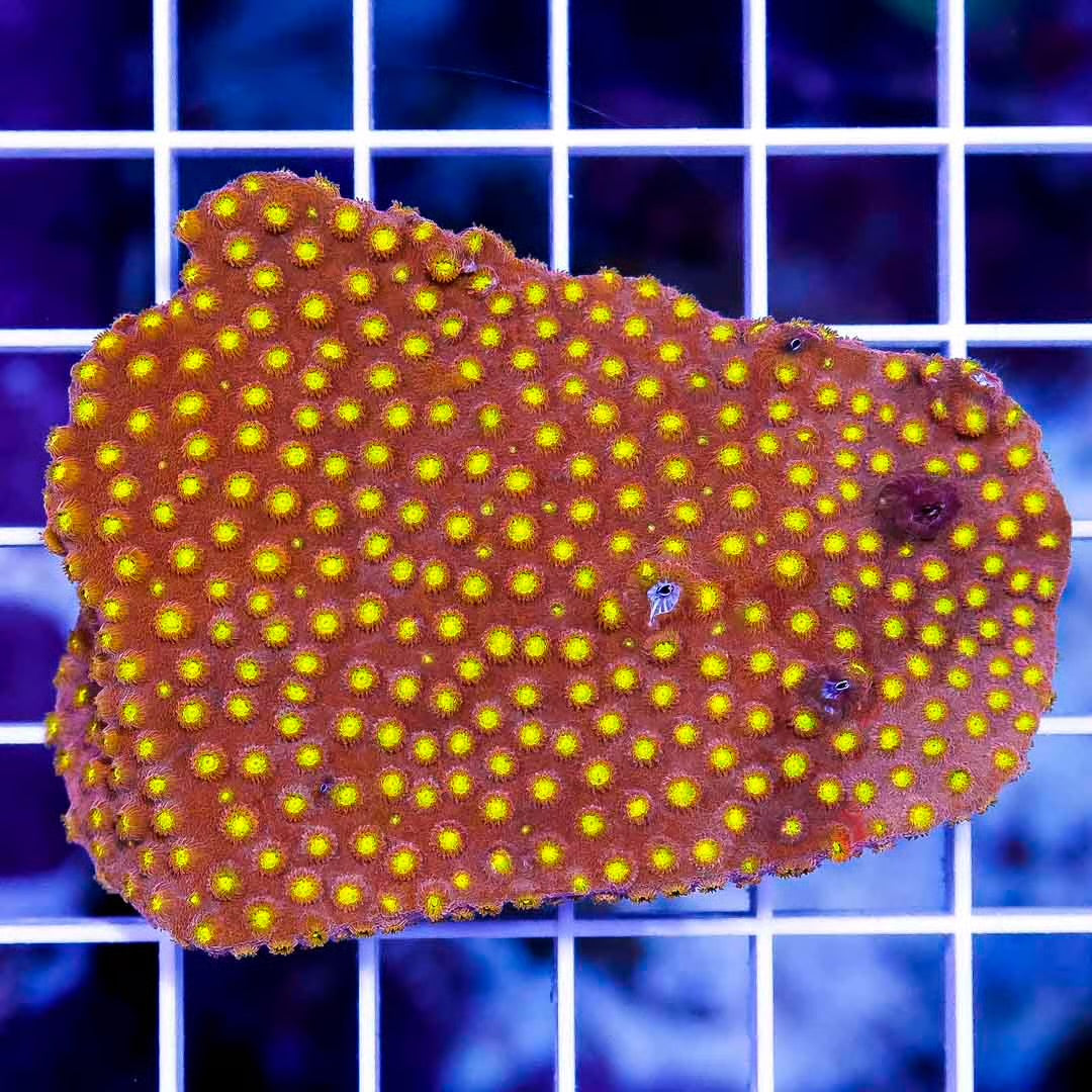 Aussie Hot Orange Golden Eye Cyphastrea .5" x .5" Frag