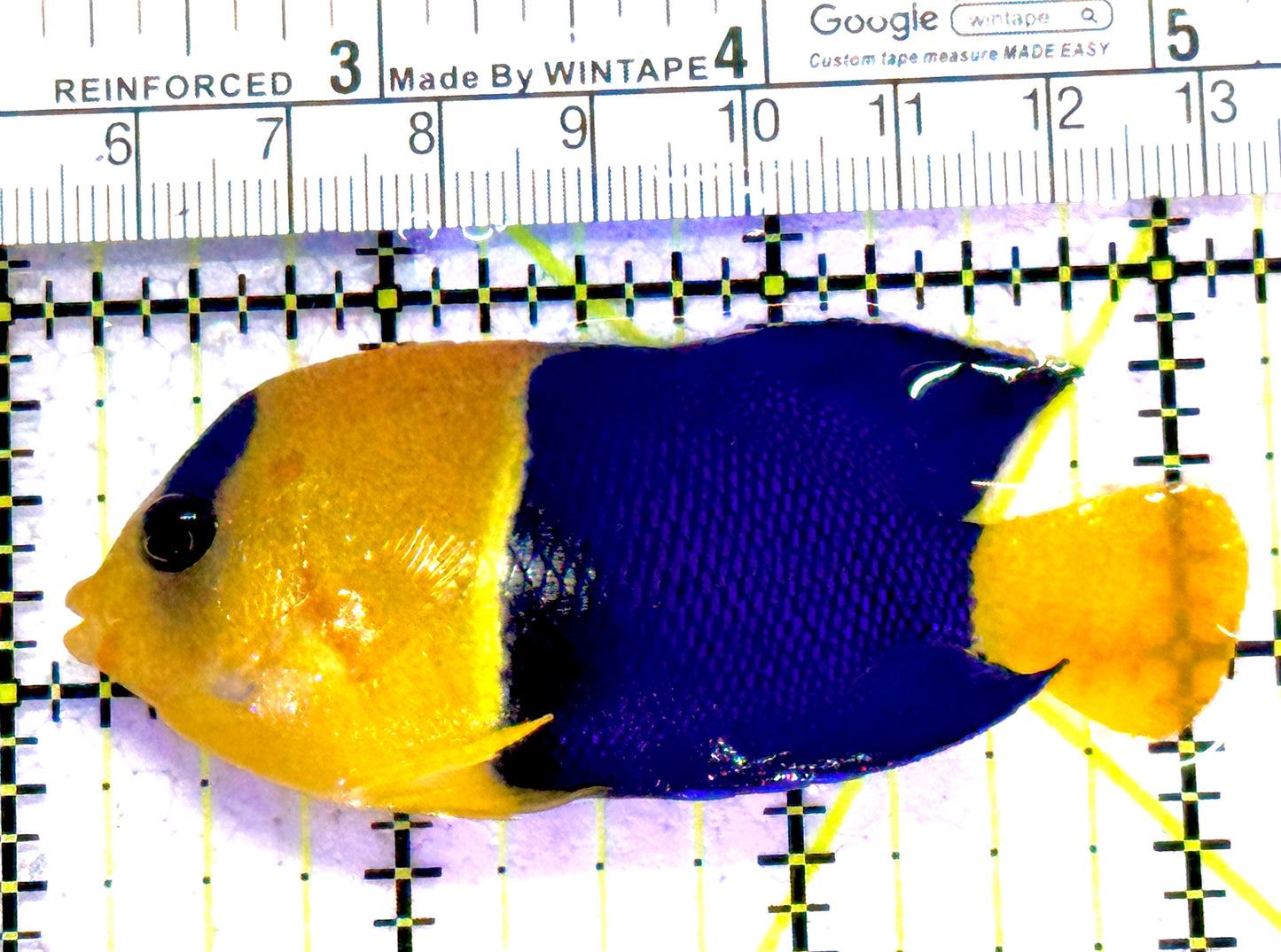 Bicolor Angelfish BA011302 WYSIWYG Size: XXL 3" approx