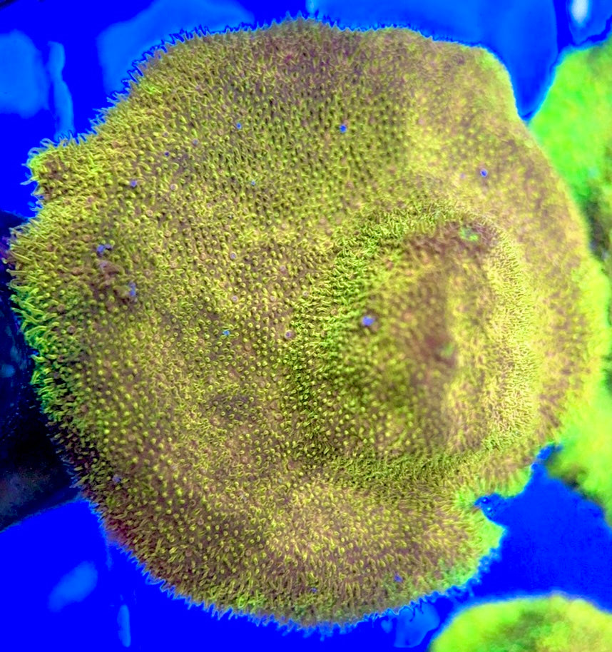 Watermelon Psammocora WMP050803 WYSIWYG