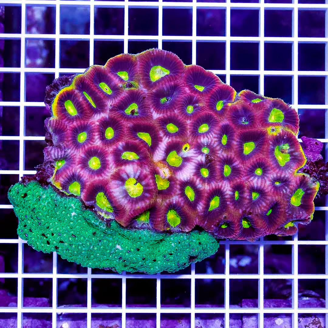 Aussie Ultra Favia Mother Colony AUFMC010702 WYSIWYG