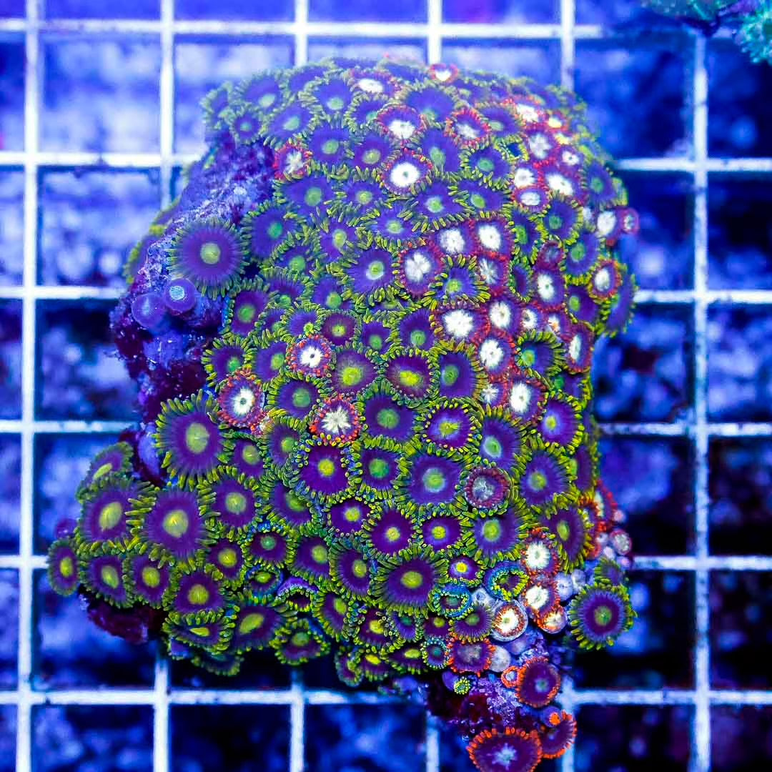 Indo Neon Zoanthids Mother Colony INZMC010701 WYSIWYG