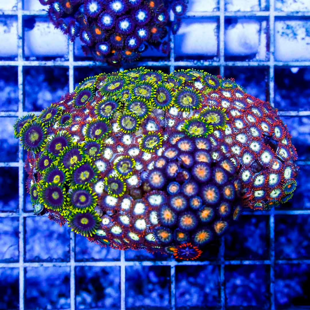 Indo Neon Zoanthids Mother Colony INZMC010702 WYSIWYG