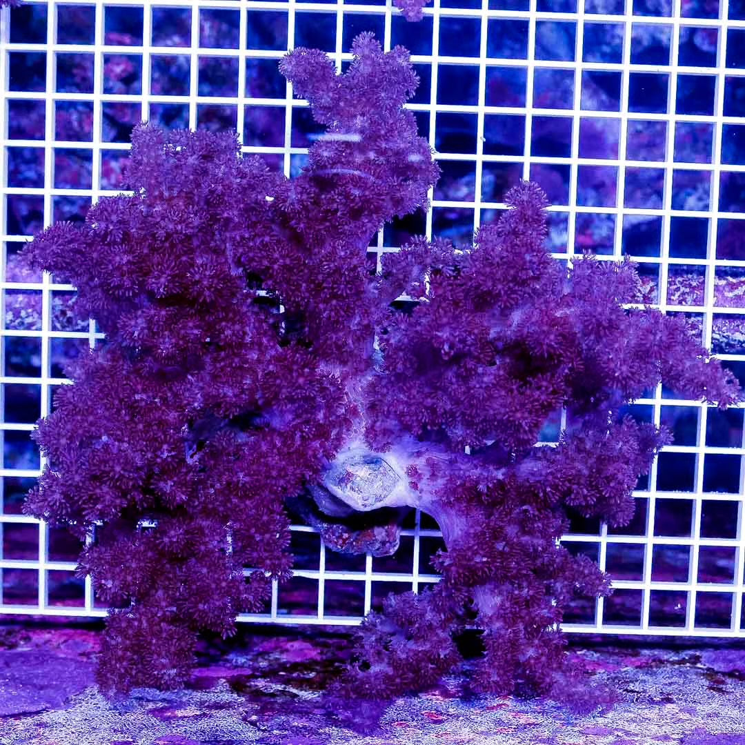Indo Colt Coral Mother Colony ICCMC010701 WYSIWYG