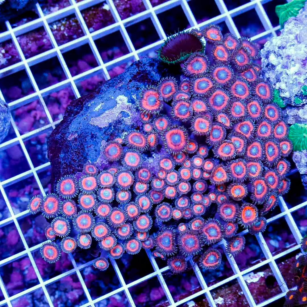 Indo Neon Palythoa Mother Colony INPMC010701 WYSIWYG