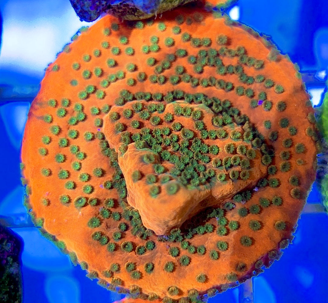 Sunset Montipora SSM050801 WYSIWYG