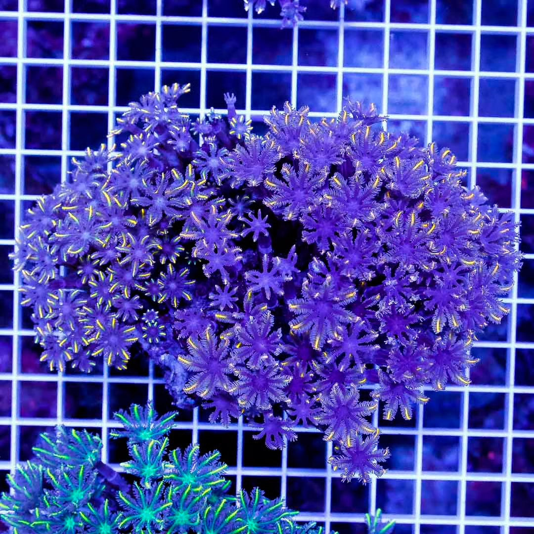 Indo Ultra Clove Polyp Mother Colony IUCPMC010703 WYSIWYG