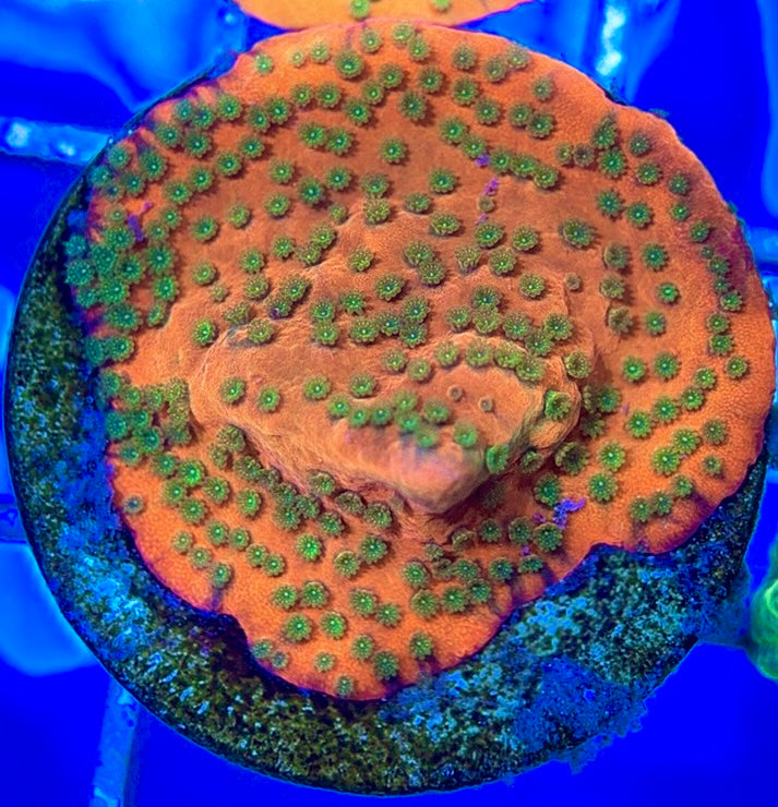 Sunset Montipora SSM050802 WYSIWYG