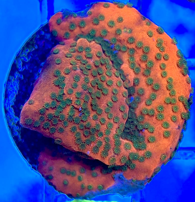 Sunset Montipora SSM050803 WYSIWYG