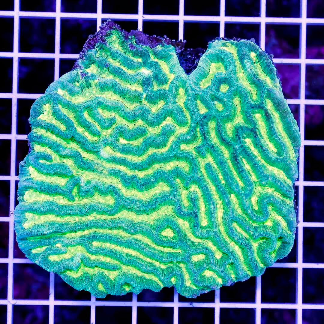 Indo Neon Platygyra Mother Colony INPMC010701 WYSIWYG