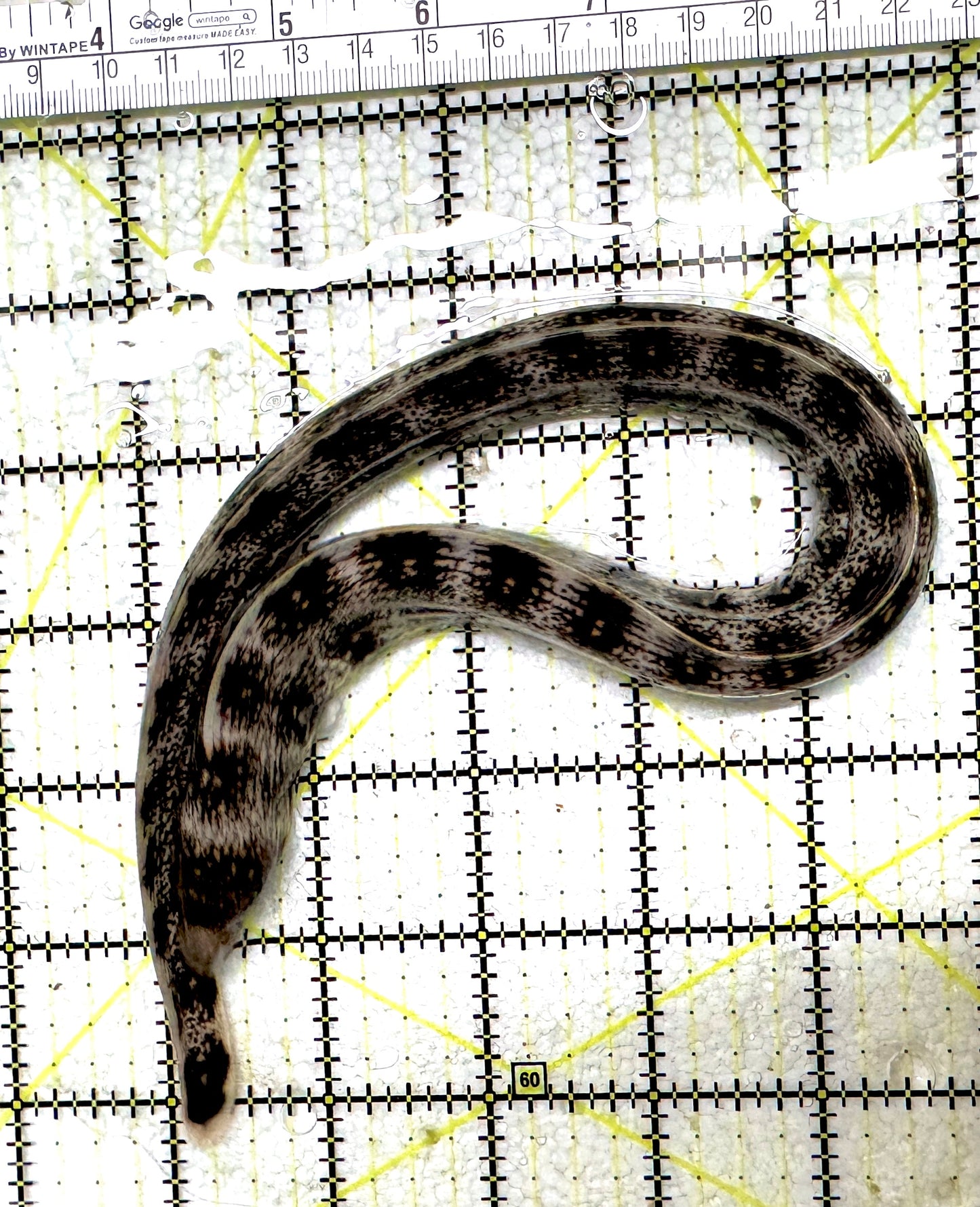 Snowflake Moray Eel BME011301 WYSIWYG Size: M 10" to 14" approx