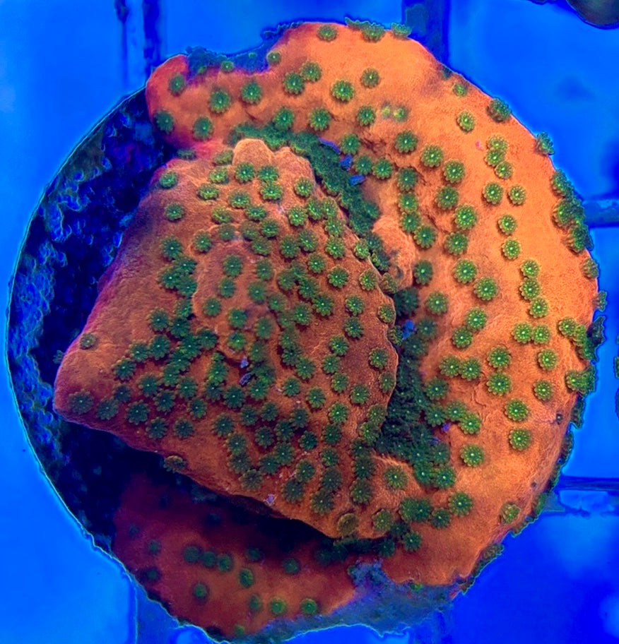Sunset Montipora SSM050803 WYSIWYG