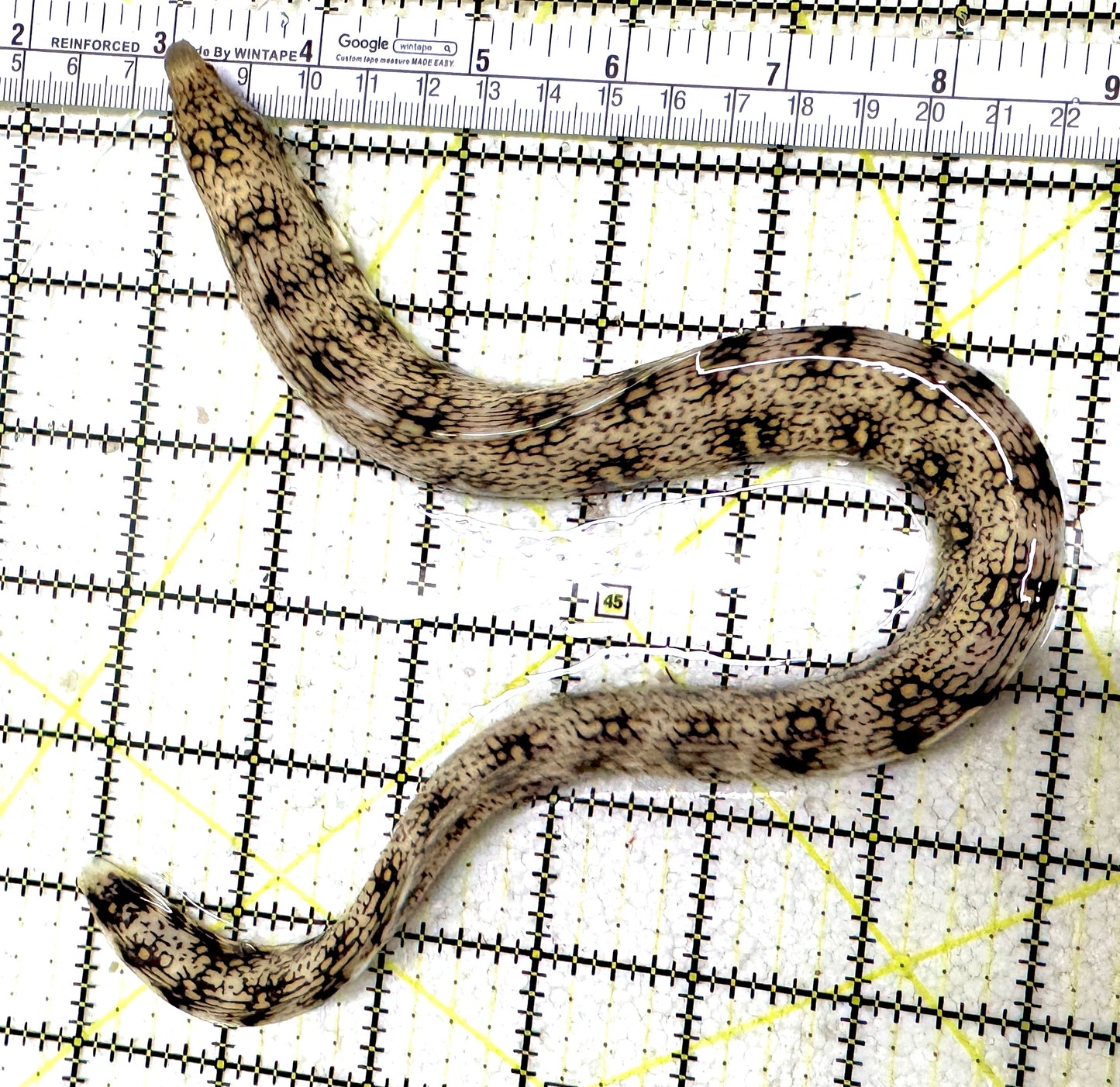 Snowflake Eel SE011302 WYSIWYG Size: M 12" to 14" approx