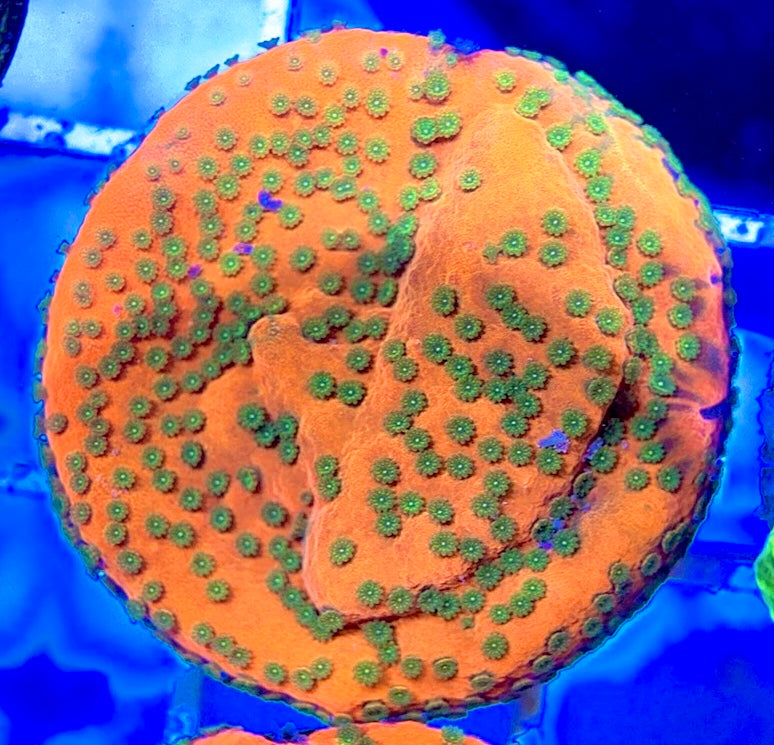 Sunset Montipora SSM050804 WYSIWYG