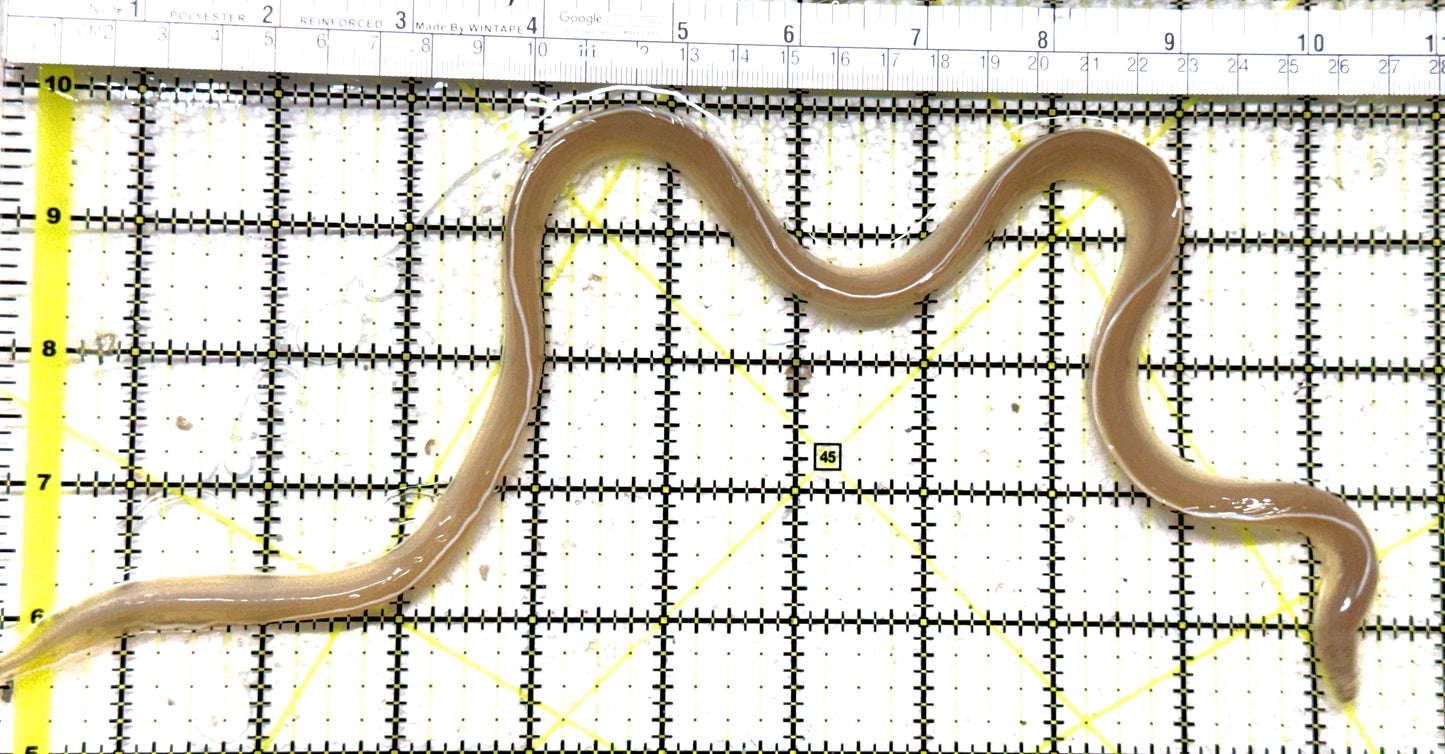 White Ribbon Eel WRE011301 WYSIWYG Size: L 15" to 20" approx