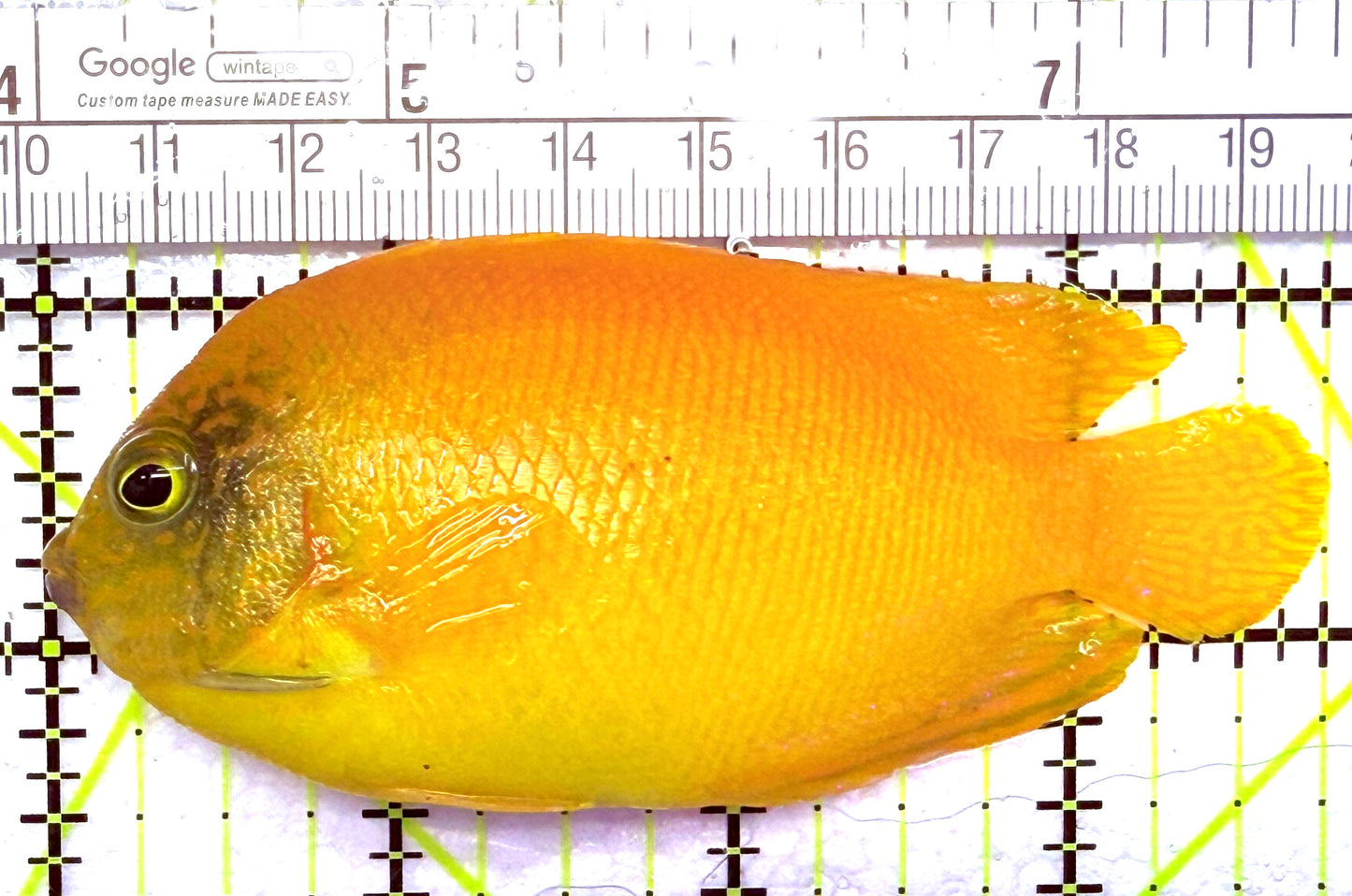 Yellow Herald's Angelfish HA012702 WYSIWYG Size: XL 4" approx