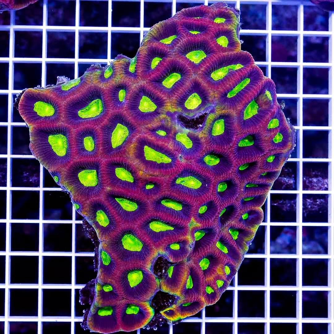 Aussie Ultra Prism Favia Mother Colony AUPFMC010601 WYSIWYG