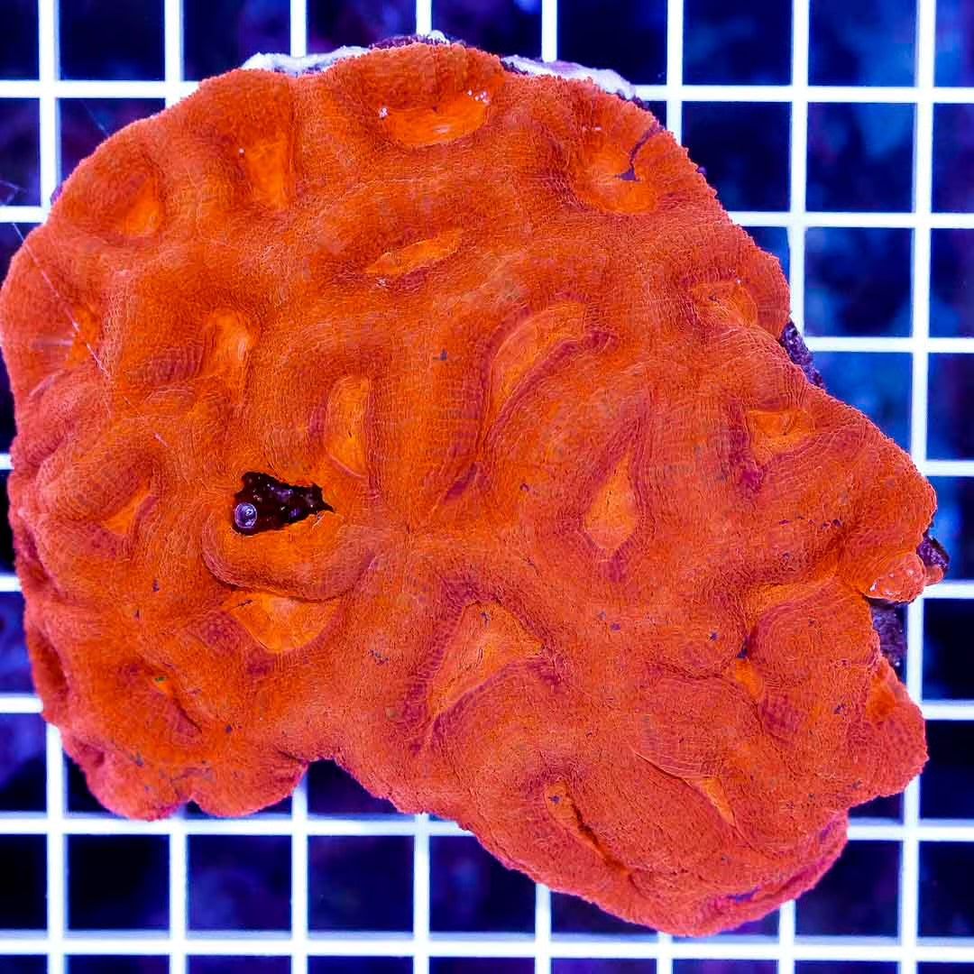 Aussie Acan Bowerbanki Red Mother Colony AABRMC010601 WYSIWYG