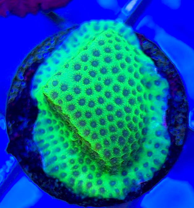 Tropic Thunder Montipora TTM050802 WYSIWYG