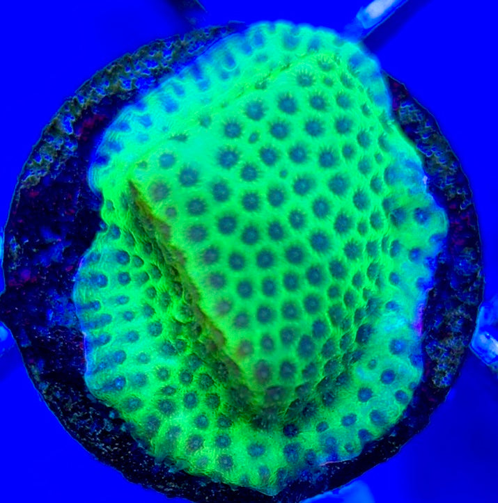 Tropic Thunder Montipora TTM050802 WYSIWYG