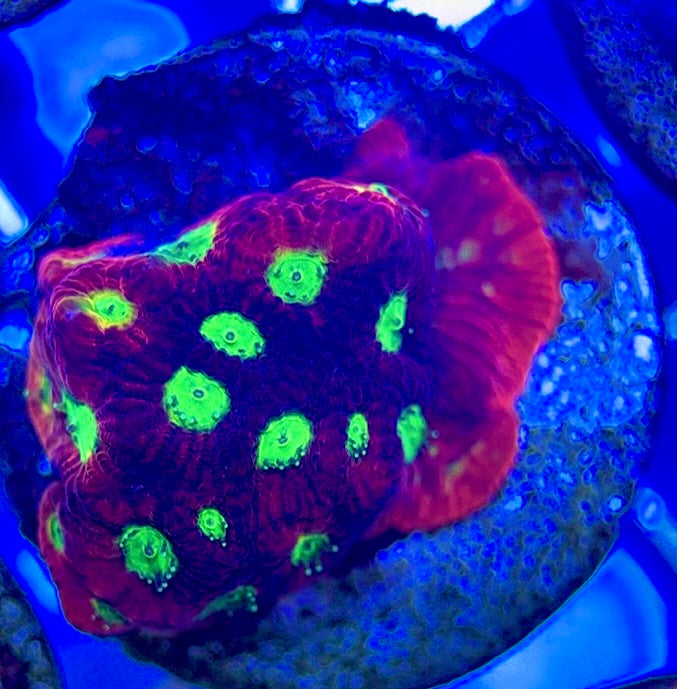 Gummy Bear Favia GBF050802 WYSIWYG