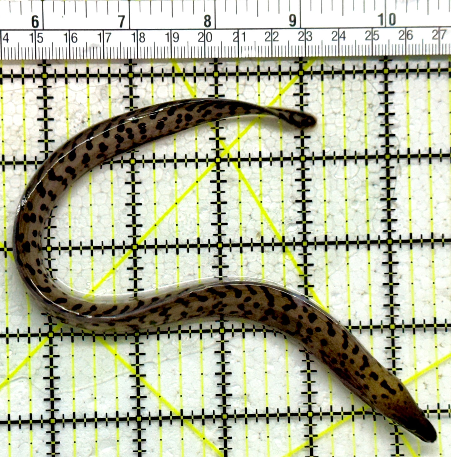 Fimbriated yellow Head White Moray Eel FYHWME011801 WYSIWYG Size: M 10"