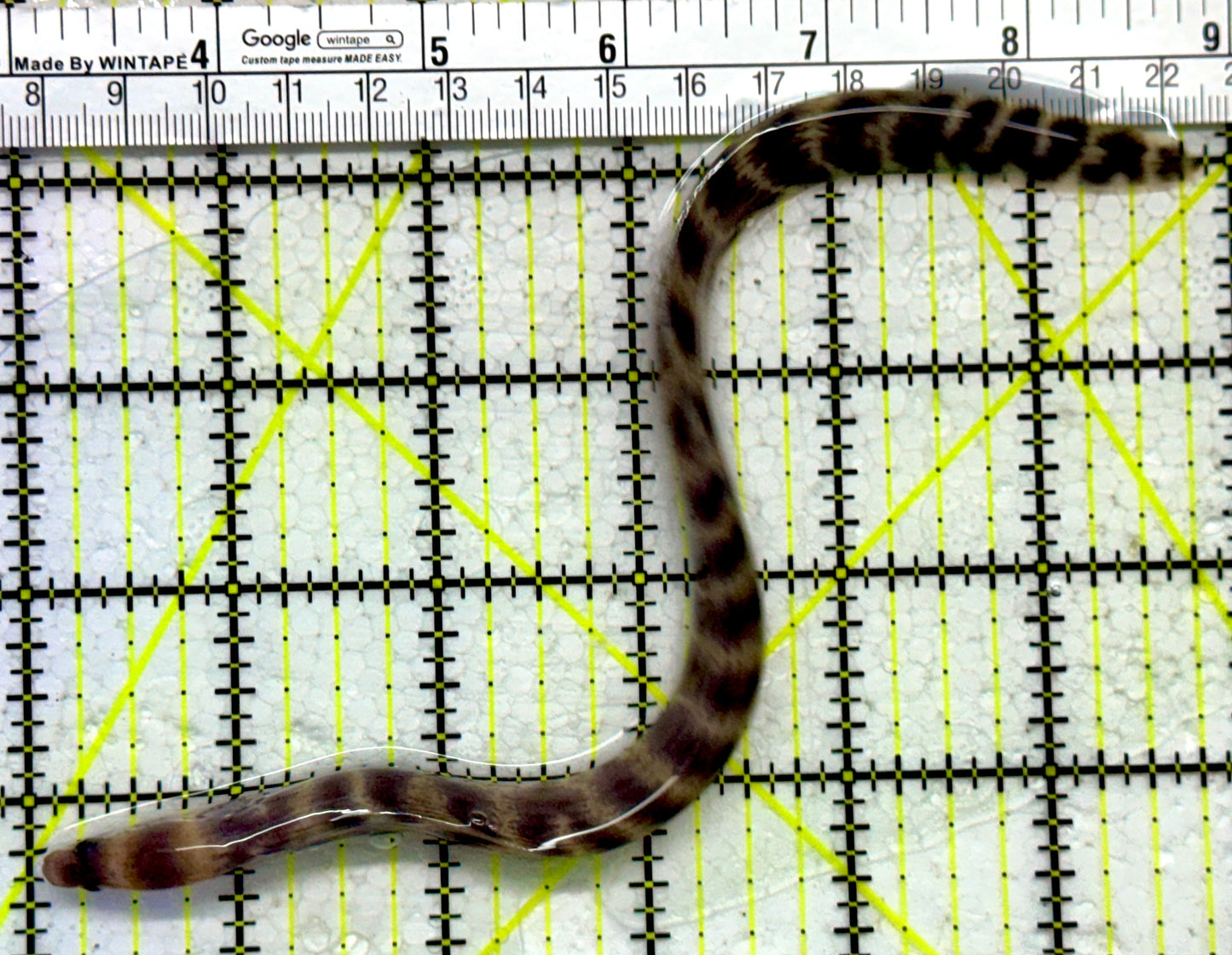 Banded Moray Eel BME011801 WYSIWYG Size: S 8"