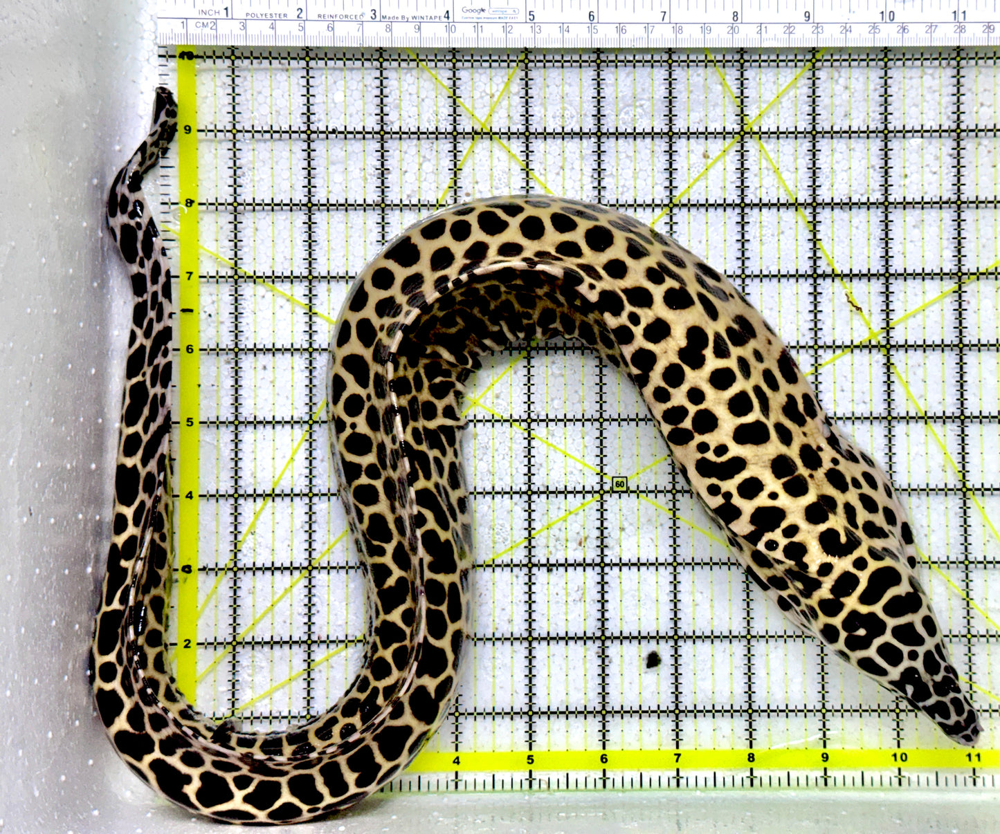 Tessellata Eel TE011802 WYSIWYG Size: SHOW/XXL 29" (Very Thick in Diameter Huge Specimen)