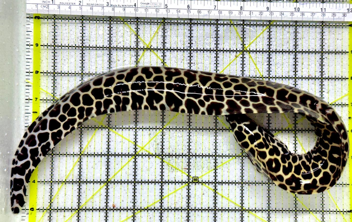 Tessellata Eel TE011803 WYSIWYG Size: SHOW/XXL 21" (Very Thick in Diameter Huge Specimen)