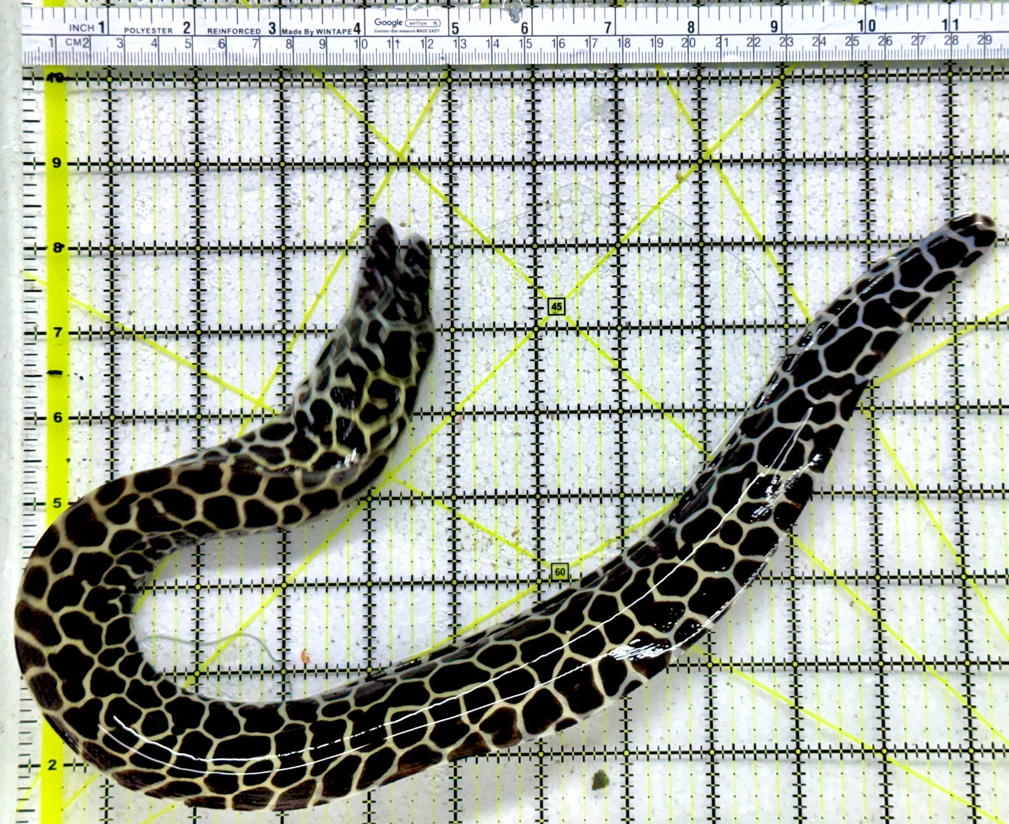 Tessellata Eel TE011804 WYSIWYG Size: SHOW/XXL 19" (Very Thick in Diameter Huge Specimen)